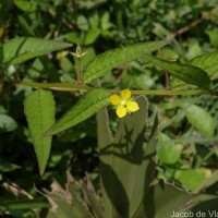 Ludwigia hyssopifolia (G.Don) Exell
